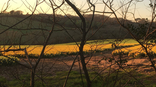 New daffodil print and a brief history about the majestic Cornish daff!